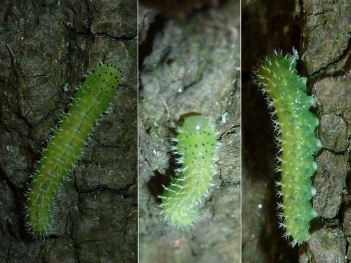 Periclista pilosa